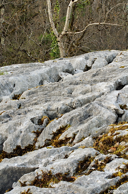 Photographie d'arbres et de rochers sur le lapiaz de Chaumont