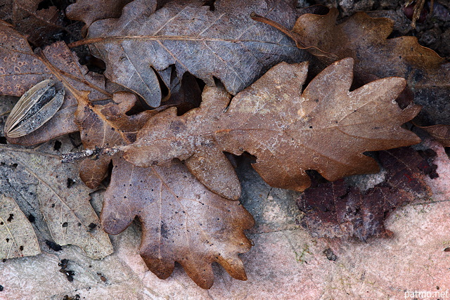 Photo de feuilles mortes dans une anfractuosité calcaire du lapiaz de Chaumont en Haute Savoie