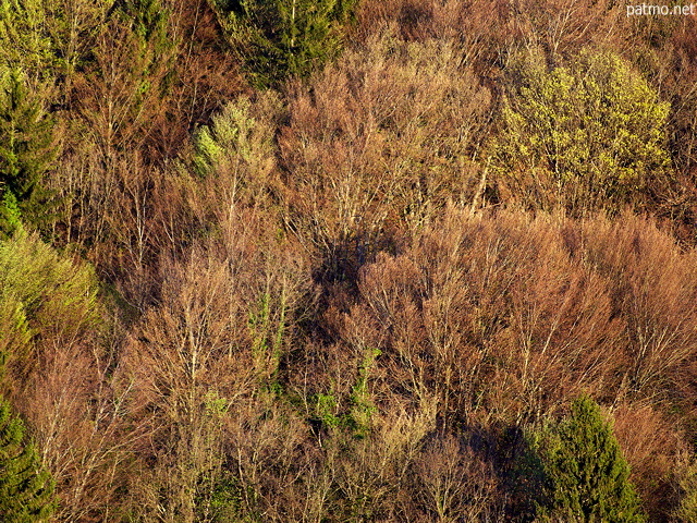 Image de la lumière d'un soir de printemps sur les arbres de la forêt du Mont de Musiège