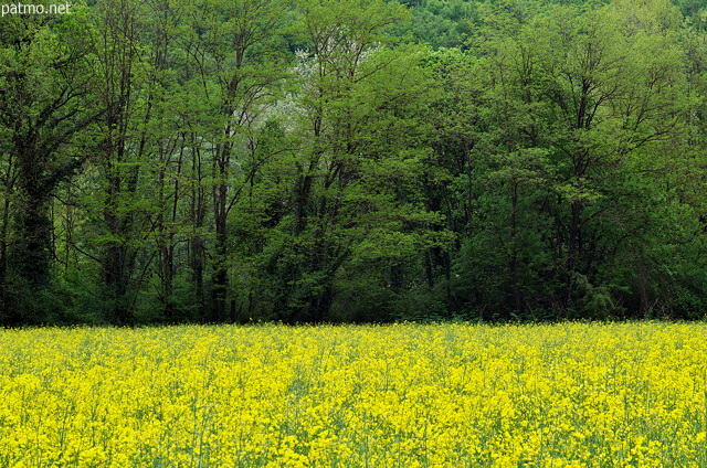 Photo du jaune du colza et de la verdure printanière en Haute Savoie