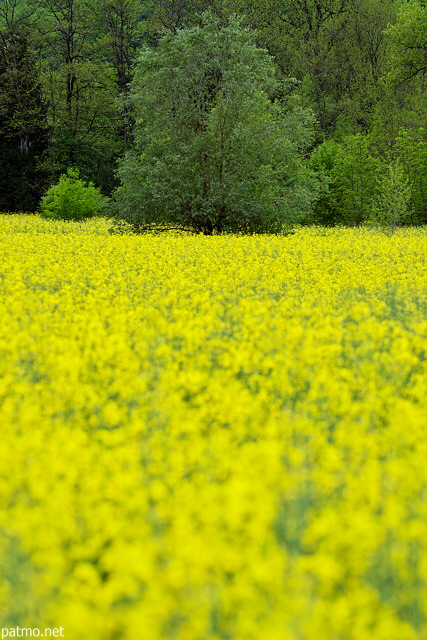 Image de la campagne en jaune et vert au printemps