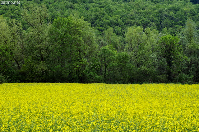Photo d'un paysage rural avec un champ de colza en fleurs devant des arbres verts