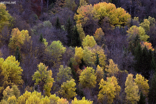 Photograph of the autumn colors on the mountain forest