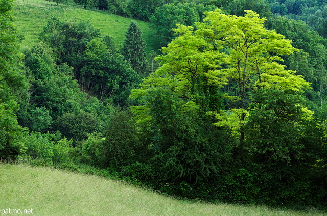 Image d'un paysage verdoyant au printemps dans la campagne de Haute Savoie
