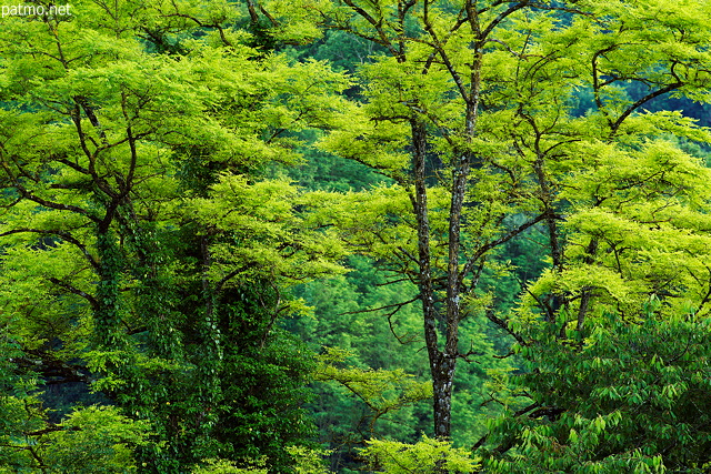 Photo of trees with springtime colors