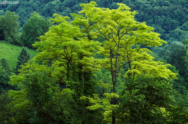 Photo of trees with beautiful green springtime foliage