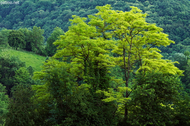 Photographie d'arbres au feuillage de printemps dans la campagne de Haute Savoie