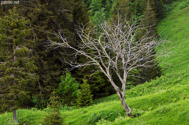 Photo d'un arbre mort entour de verdure dans le Massif des Aravis
