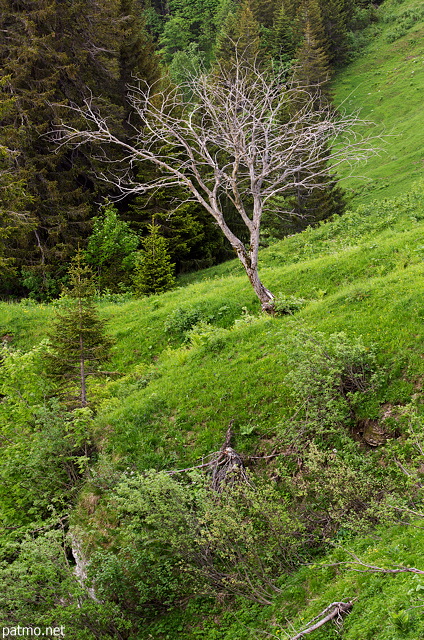 Photographie d'un vieil arbre dans la verdure du Massif des Aravis