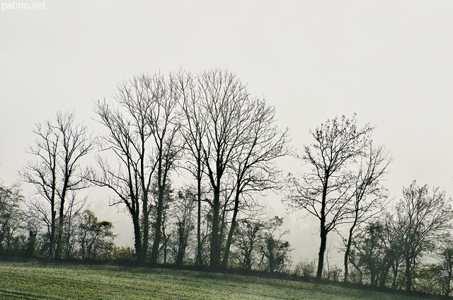 Photograph of autumn trees against a white misty background