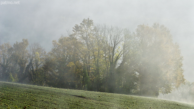 Image de champs, d'arbres et de brouillard un matin d'automne