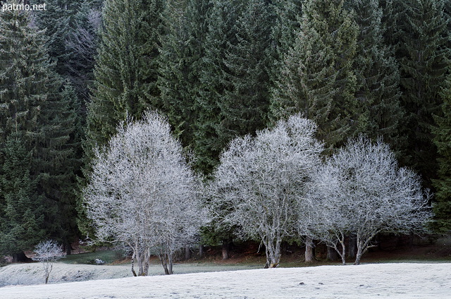 Image d'arbres blanchis per le givre d'un matin d'automne dans le Haut Bugey