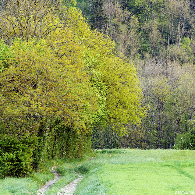 Photographie d'un chemin de printemps à travers champs