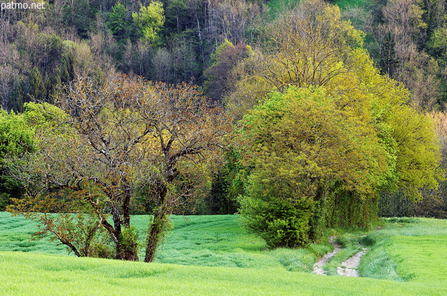 Photograph of a springtime path through a colorful countryside