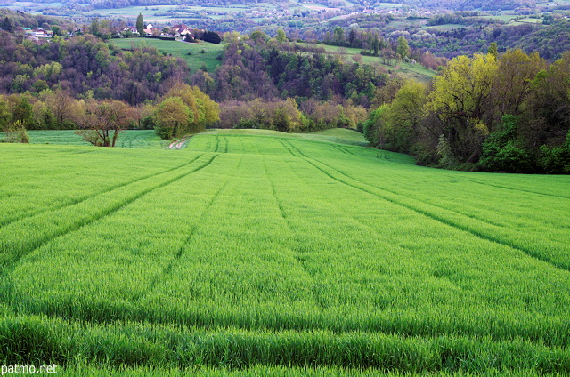Photo of a green and colorful rural landscape at the end of a springtime day