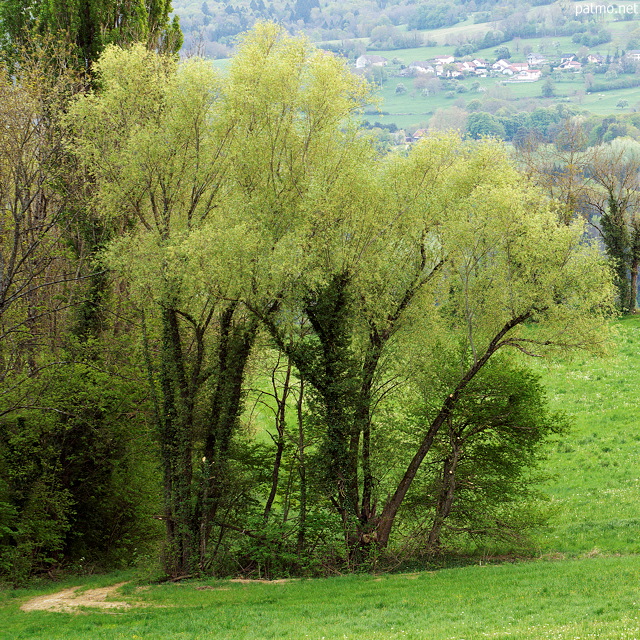 Image d'arbres verdoyants dans la campagne au printemps