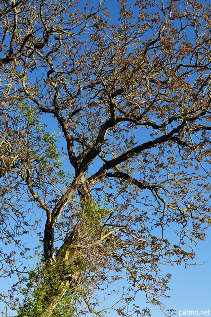 Image of twisted branches against a blue sky background