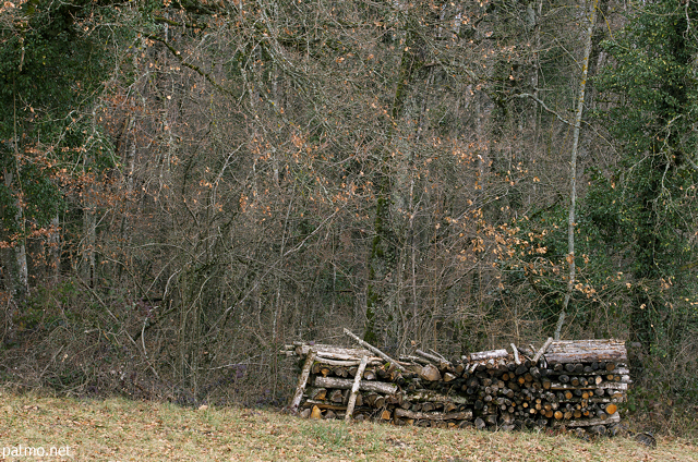 Photographie de bois de chauffage empilé à l'orée de la forêt