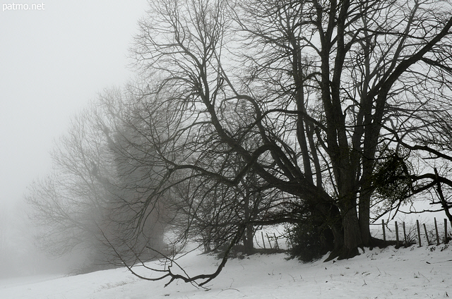 Photo of an old tree in the snow and mist