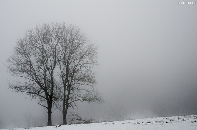 Picture of two trees in the winter fog