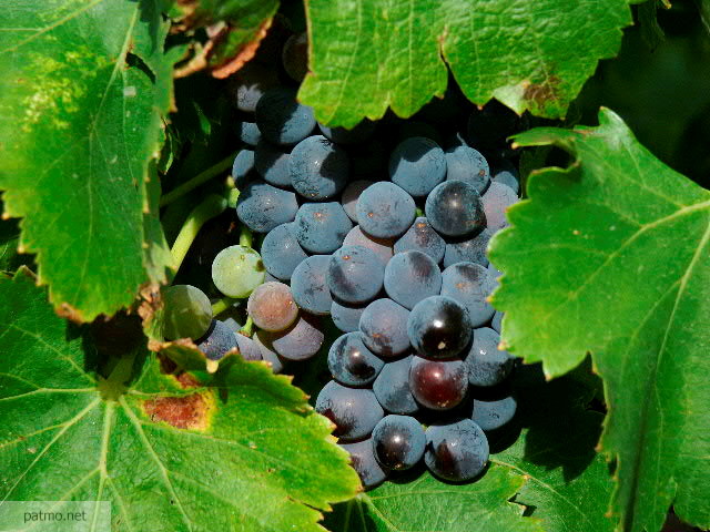 photo raisin vigne