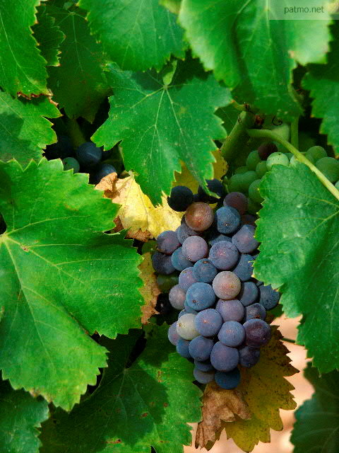 photo raisin et feuilles de vignes
