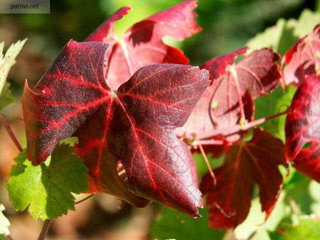 Image of red vines leaves in autumn