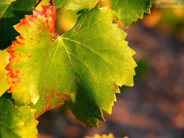 Photo de feuille de vignes