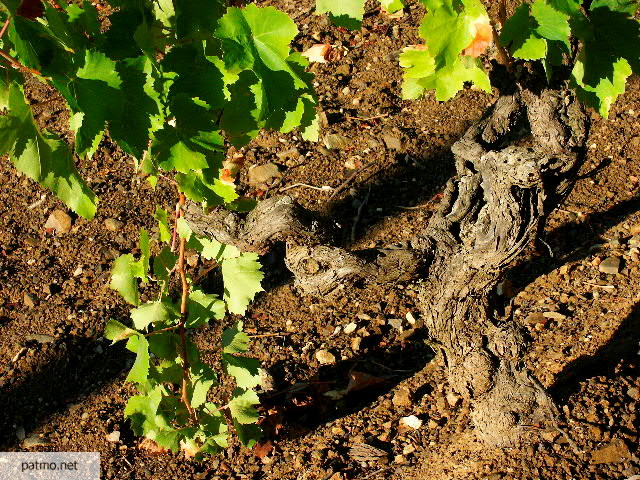 photo pied de vigne