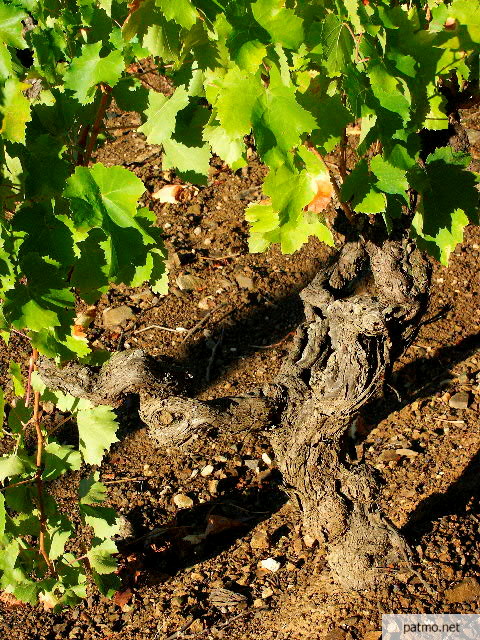 photo pied de vigne