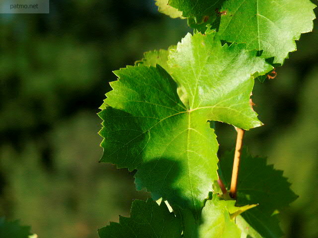 feuille de vigne