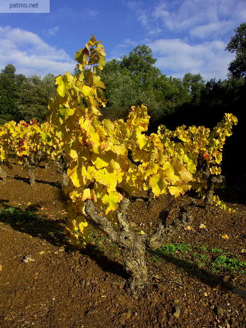 vignes automne