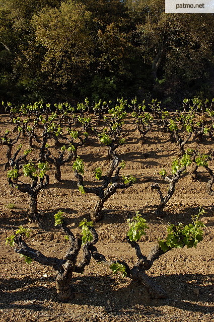 photo de vignes  collobrires