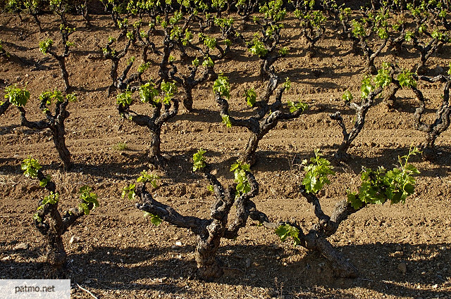 photo de vignes Massif des Maures