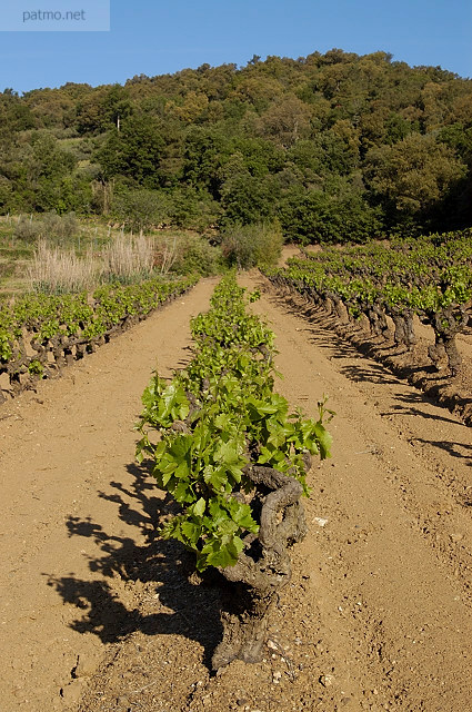 Photo of the springtime vineyard in Collobrires, Provence