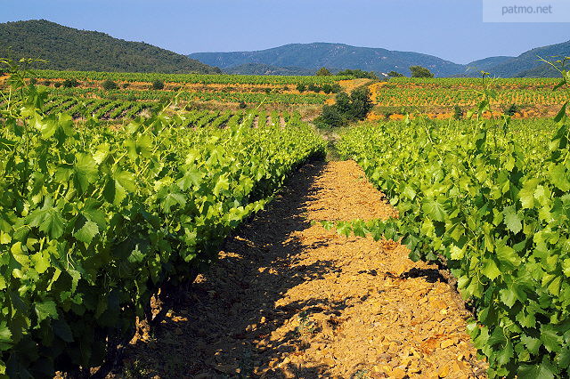 Photo de vignes en Provence dans le Massif des Maures. Var.