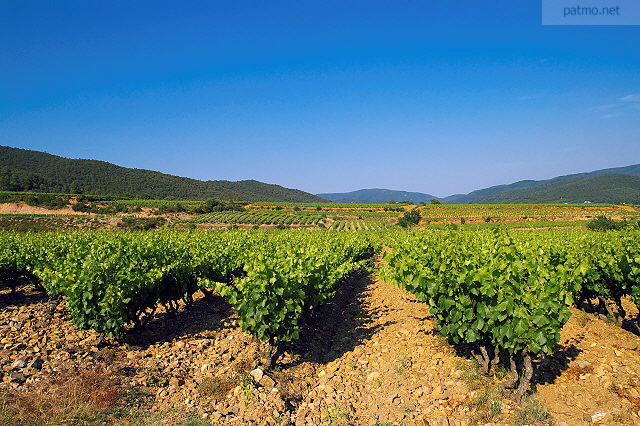 Photograph of the Provence vineyard under blue sky in Collobrieres