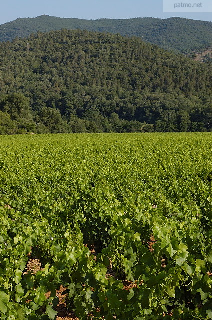 champs de vignes