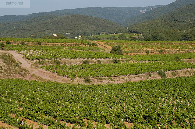 paysage de vignes dans le var provence