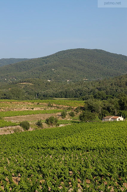 paysages de vignes dans le var provence