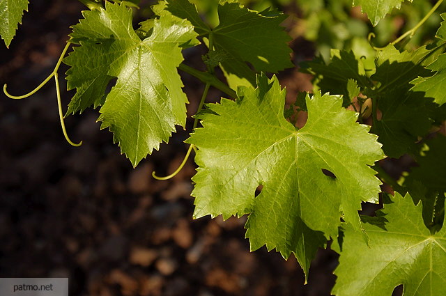 feuilles de vignes photo