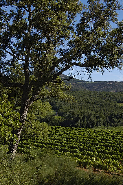 Picture of Cogolin vineyard at springtime