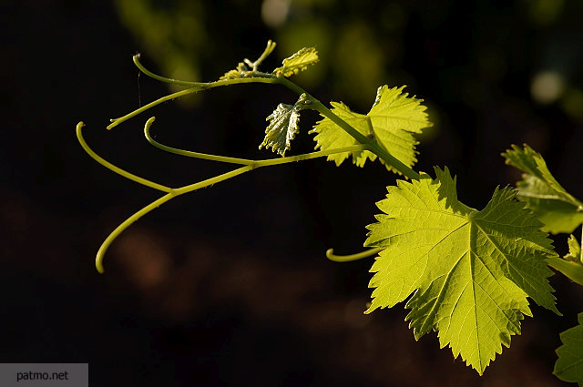 Image of vines leaves in Provence