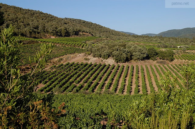 Photo d'un paysage de vignes  Collobrires dans le Massif des Maures