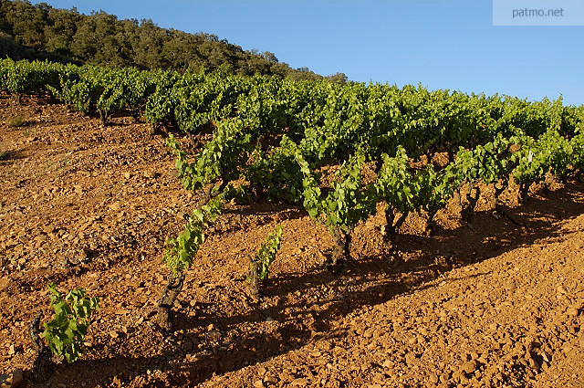 Image of vines in Collobrieres - Provence