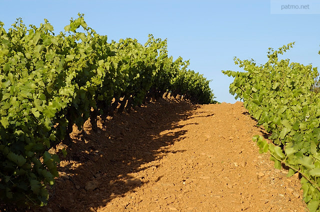 Photo d'un champ de vignes en Provence dans le Massif des Maures