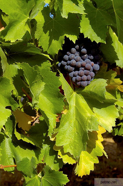raisin et feuilles de vignes