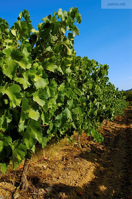 Image of Provence vineyard in Massif des Maures area