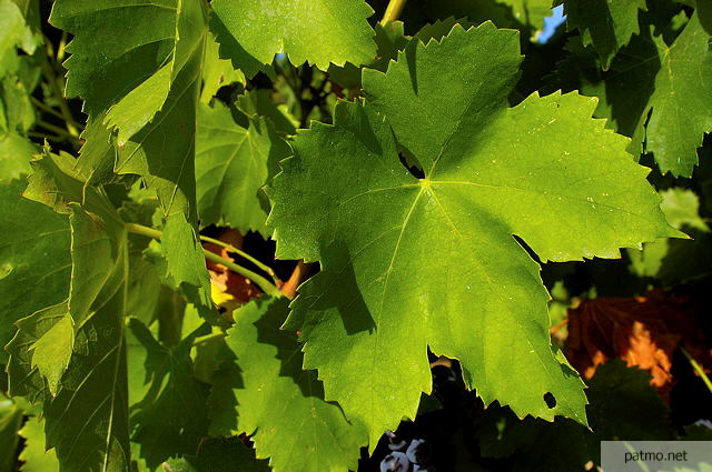 Photo of green leaves in Provence vineyard