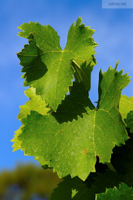 feuilles de vignes
